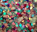 Multi-Colored Tulips